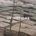 湘西雪峰山竹竿、菜架竹、金竹、铁竹、白竹、水竹、桂竹