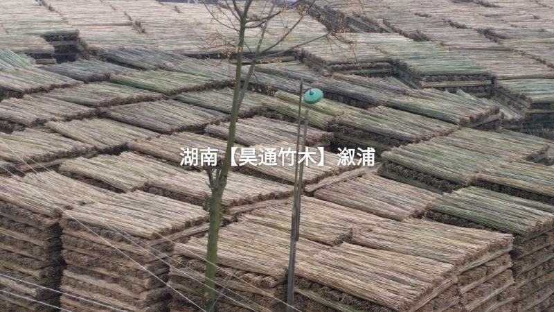湘西雪峰山竹竿、菜架竹、金竹、铁竹、白竹、水竹、桂竹