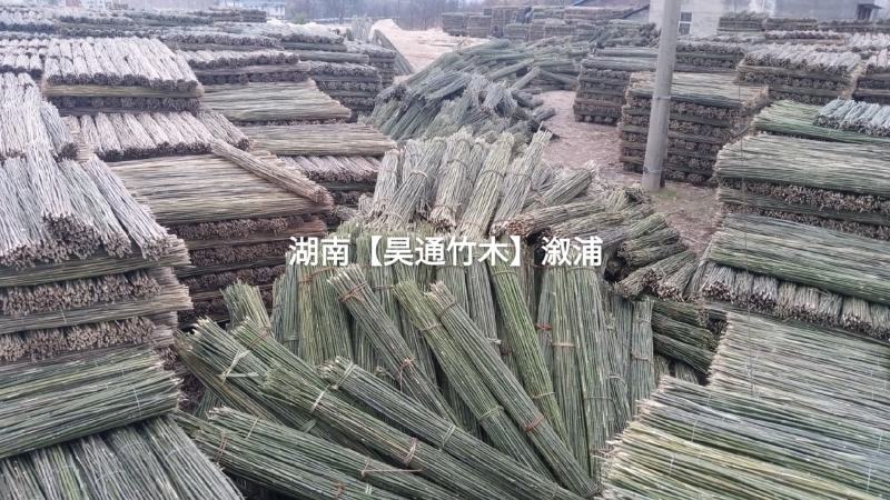 湘西雪峰山竹竿、菜架竹、金竹、铁竹、白竹、水竹、桂竹