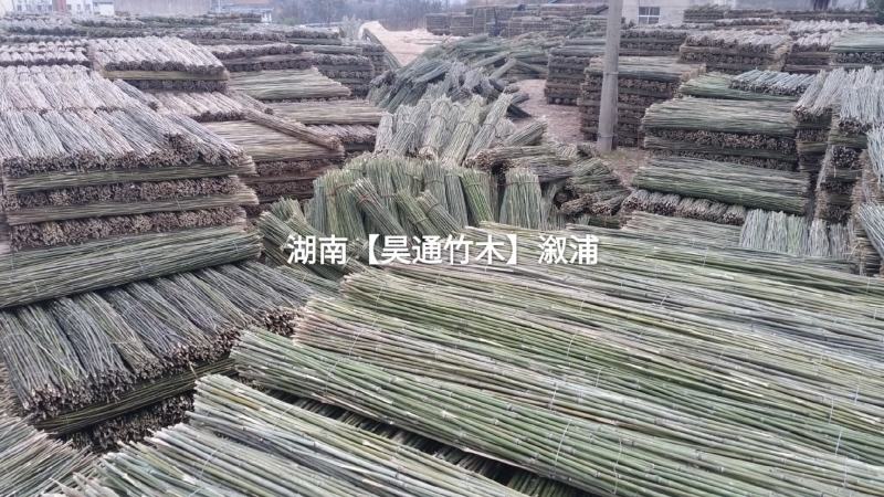 湘西雪峰山竹竿、菜架竹、金竹、铁竹、白竹、水竹、桂竹