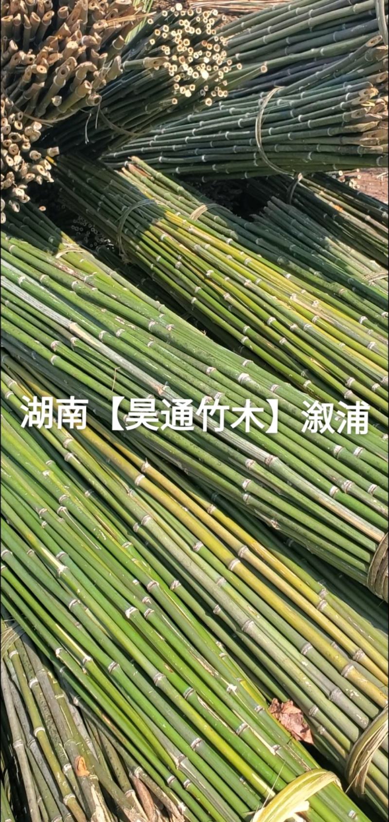 湘西雪峰山菜架竹、竹竿、金竹、铁竹、白竹、水竹、竹子