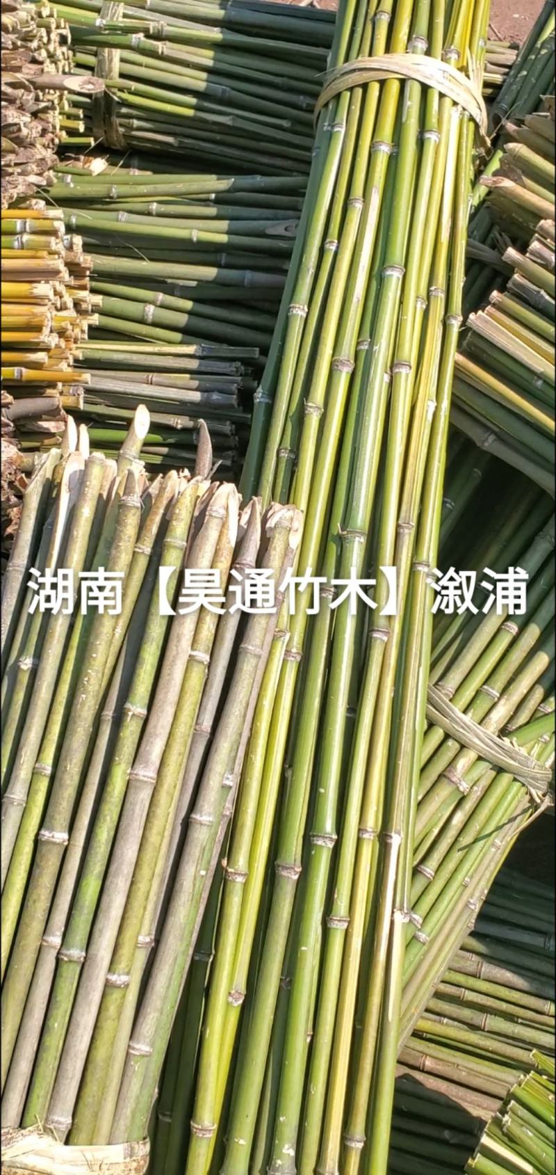 湘西雪峰山菜架竹、竹竿、金竹、铁竹、白竹、水竹、竹子