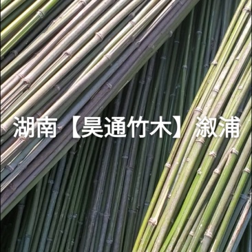 湘西雪峰山菜架竹、竹竿、金竹、铁竹、白竹、水竹、竹子