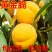 黄桃树苗桃树嫁接苗特大早熟南北方种植黄金蟠桃树苗当年结果