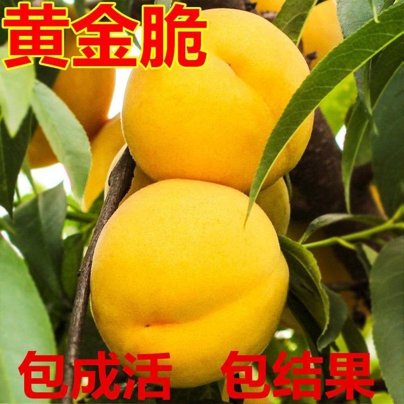黄桃树苗桃树嫁接苗特大早熟南北方种植黄金蟠桃树苗当年结果