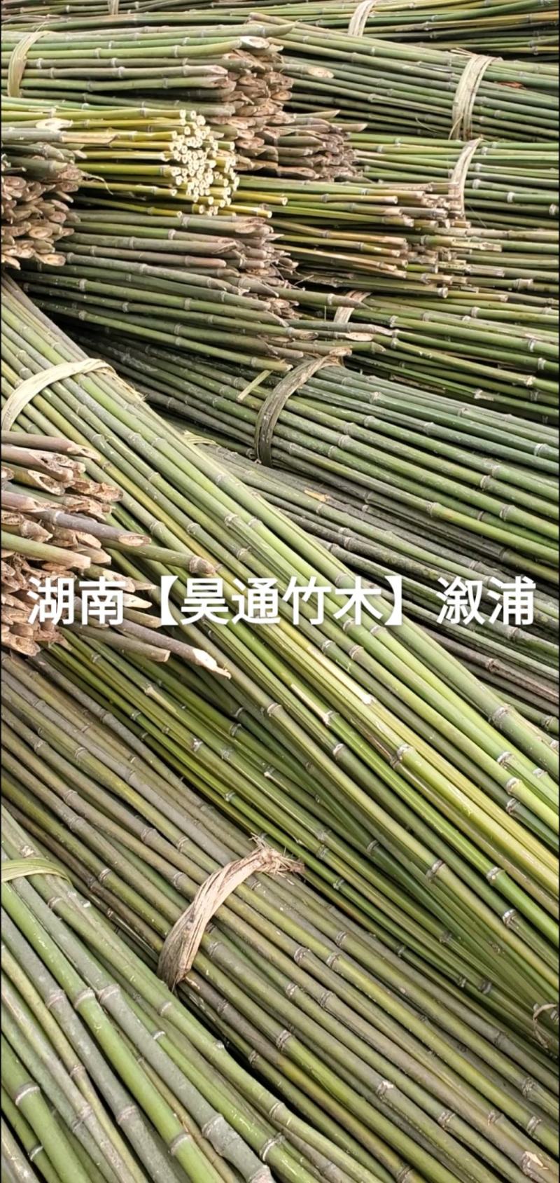 湘西雪峰山菜架竹、竹竿、金竹、铁竹、白竹、水竹、竹子