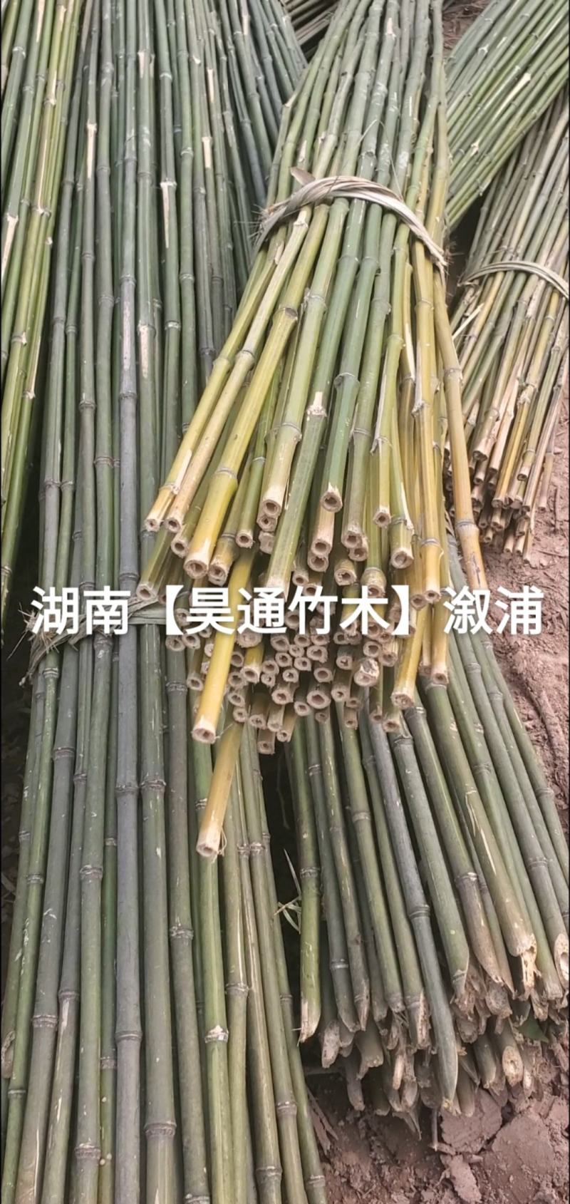 湘西雪峰山菜架竹、竹竿、金竹、铁竹、白竹、水竹、竹子