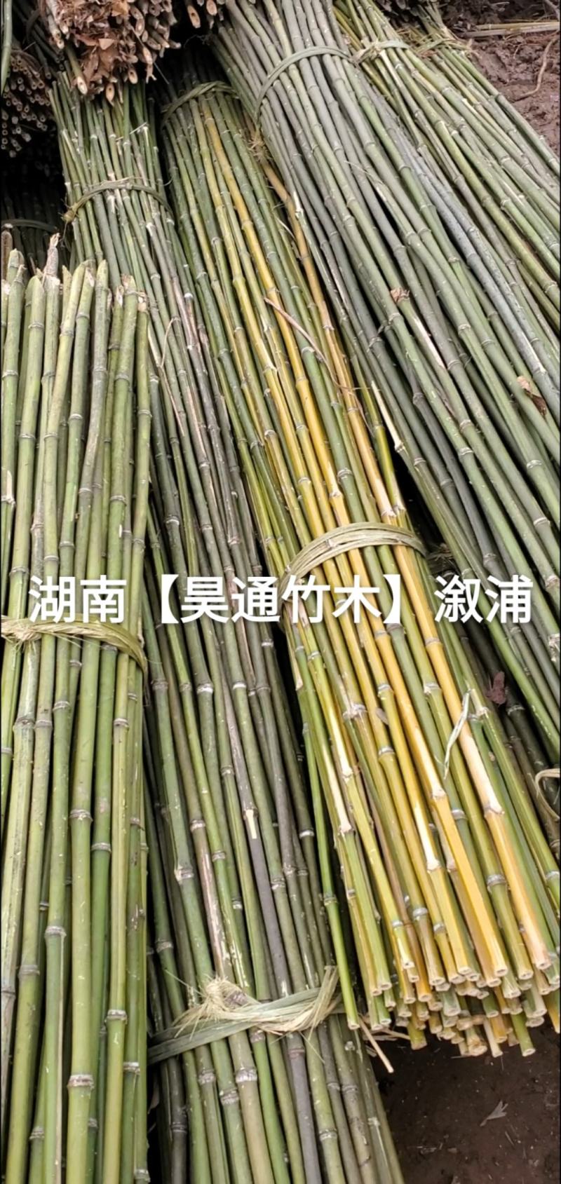 湘西雪峰山菜架竹、竹竿、金竹、铁竹、白竹、水竹、竹子