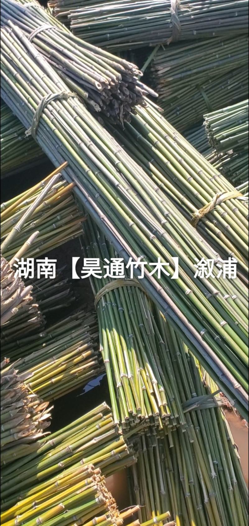 湘西雪峰山菜架竹、竹竿、金竹、铁竹、白竹、水竹、竹子