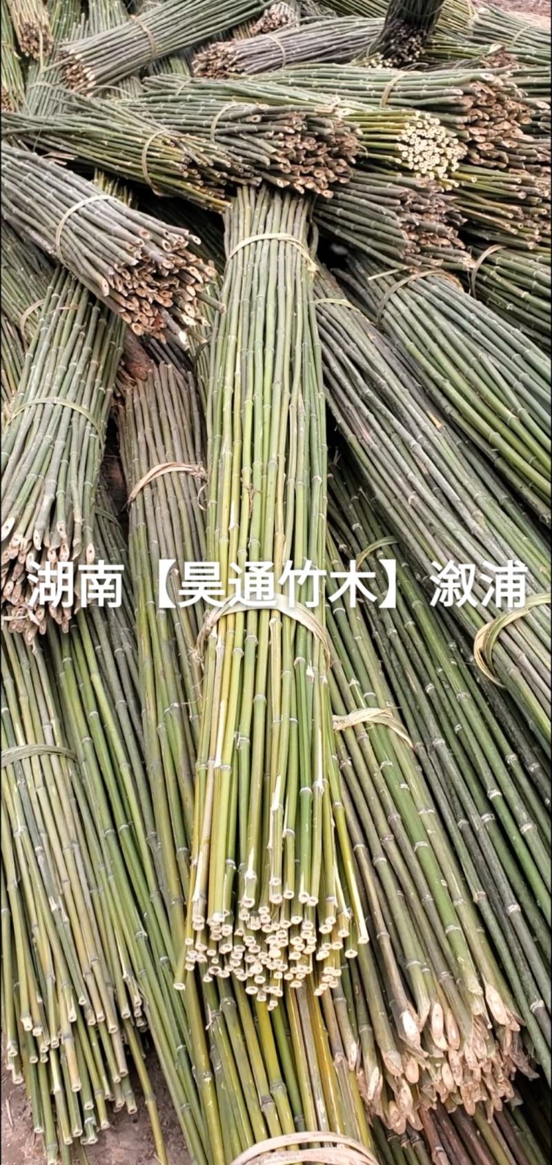 湘西雪峰山菜架竹、竹竿、金竹、铁竹、白竹、水竹、竹子