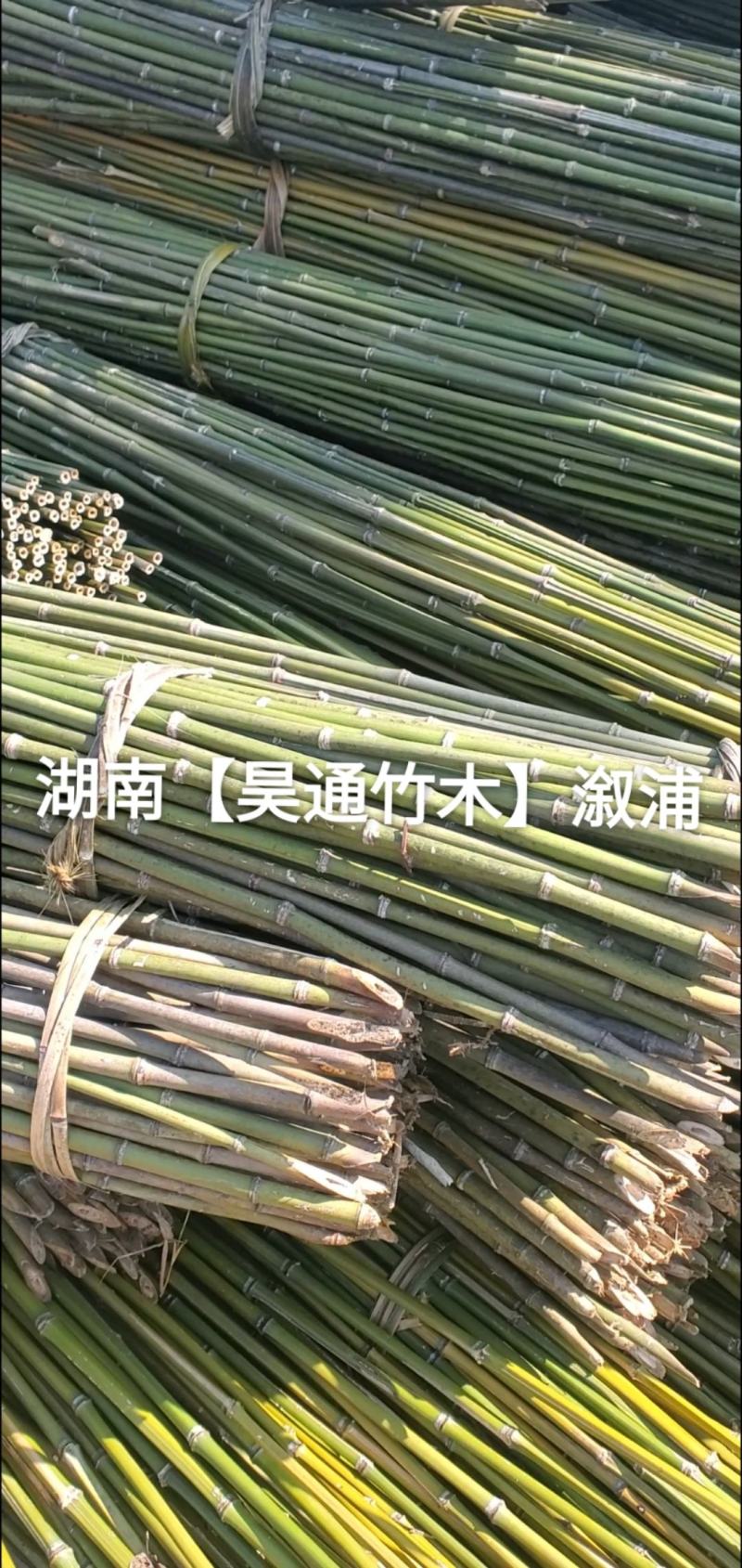 湘西雪峰山菜架竹、竹竿、金竹、铁竹、白竹、水竹、竹子