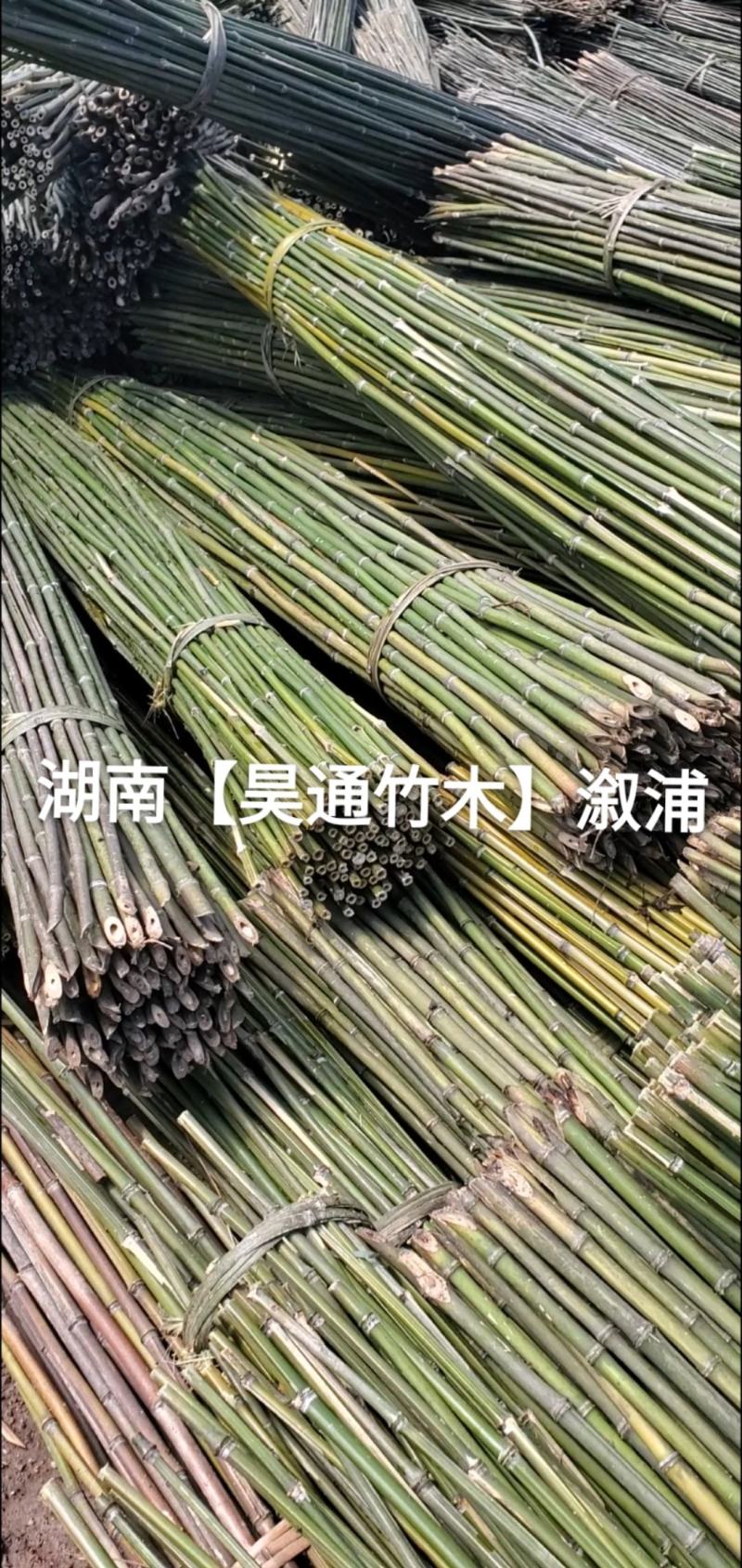 湘西雪峰山菜架竹、竹竿、金竹、铁竹、白竹、水竹、竹子