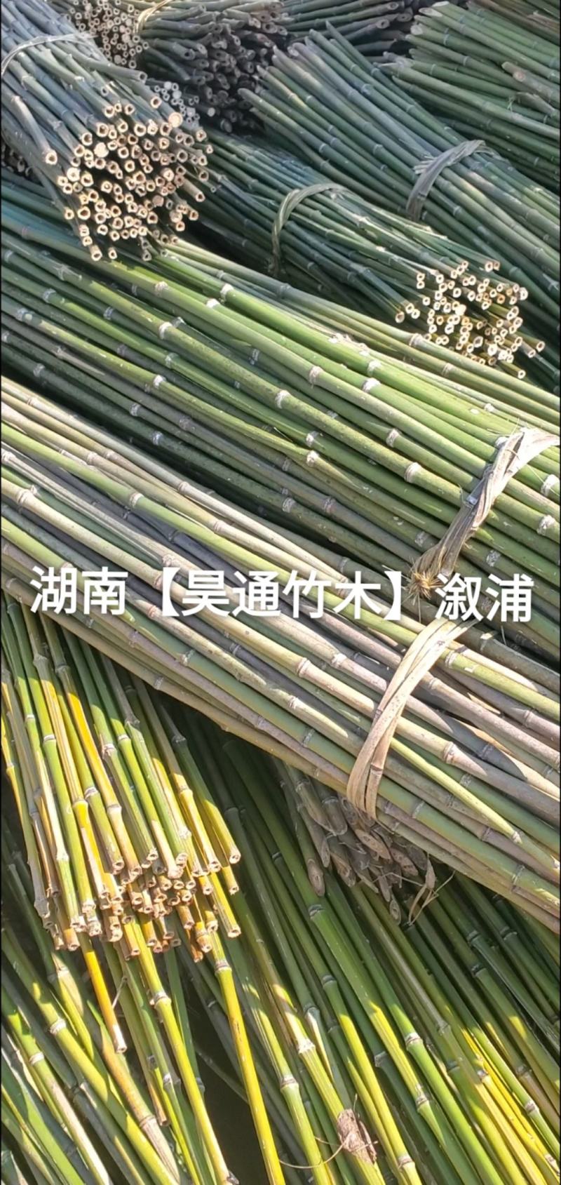 湘西雪峰山菜架竹、竹竿、金竹、铁竹、白竹、水竹、竹子