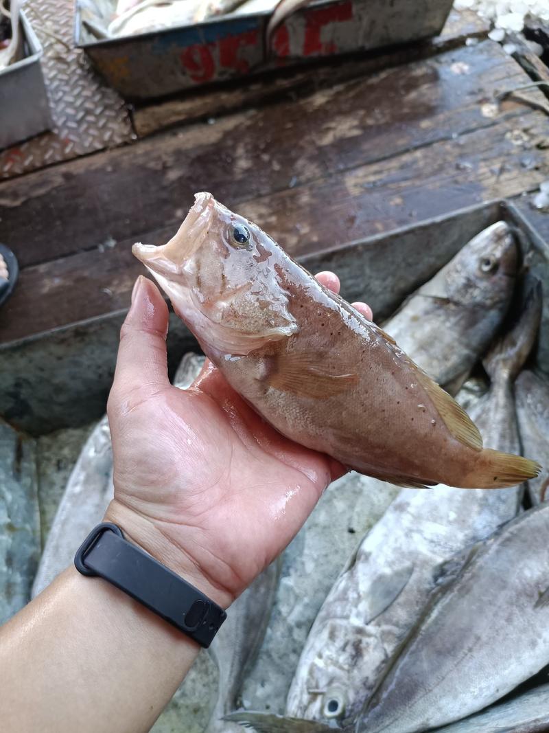 广东自有渔船石斑鱼