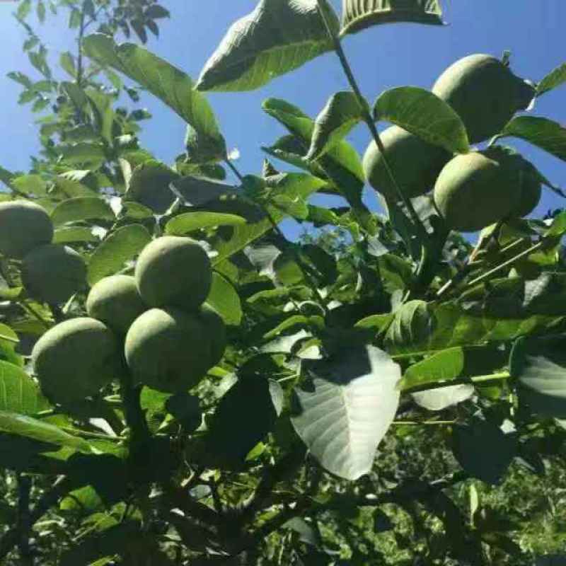 基地直销核桃实生苗和嫁接苗