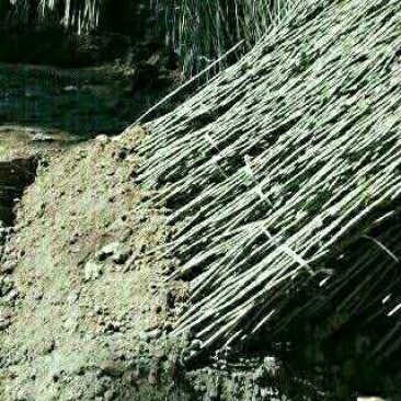 基地直销核桃实生苗和嫁接苗