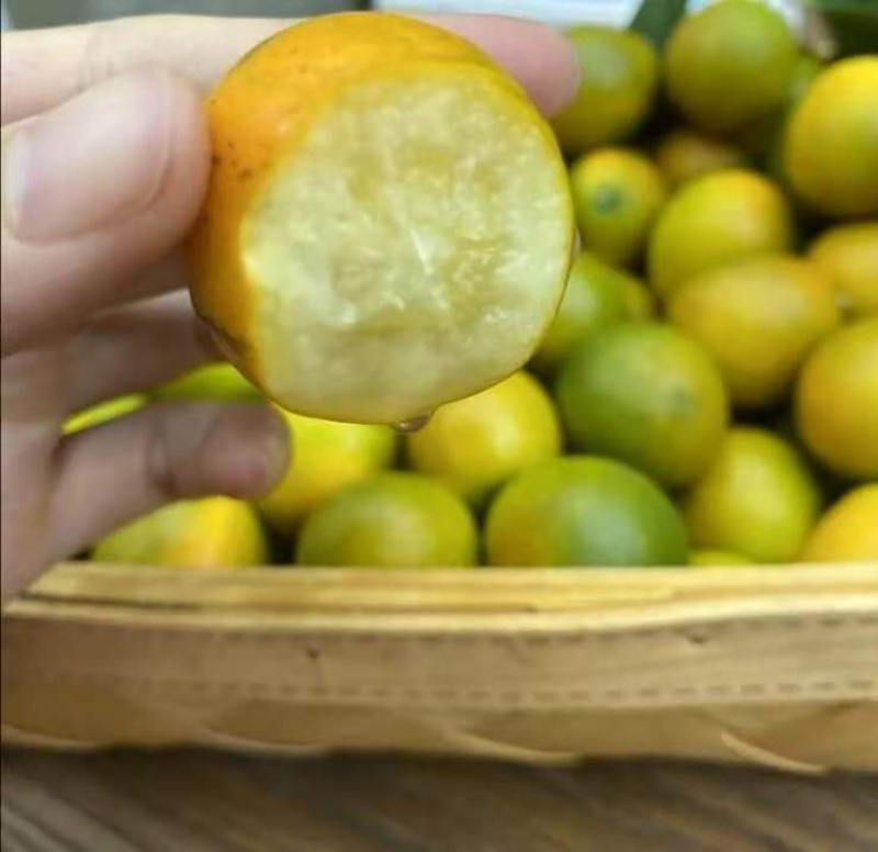 融安脆蜜金桔果园直供