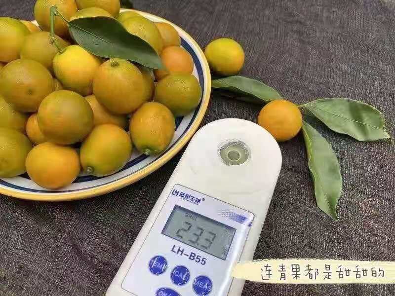融安脆蜜金桔果园直供