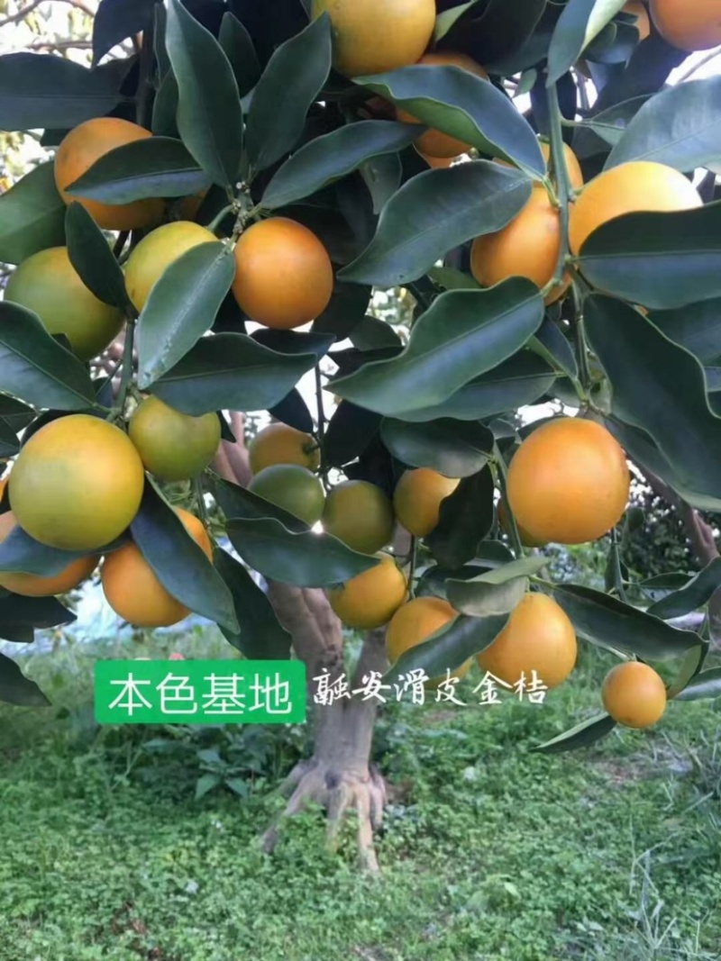 融安滑皮金桔批发走量