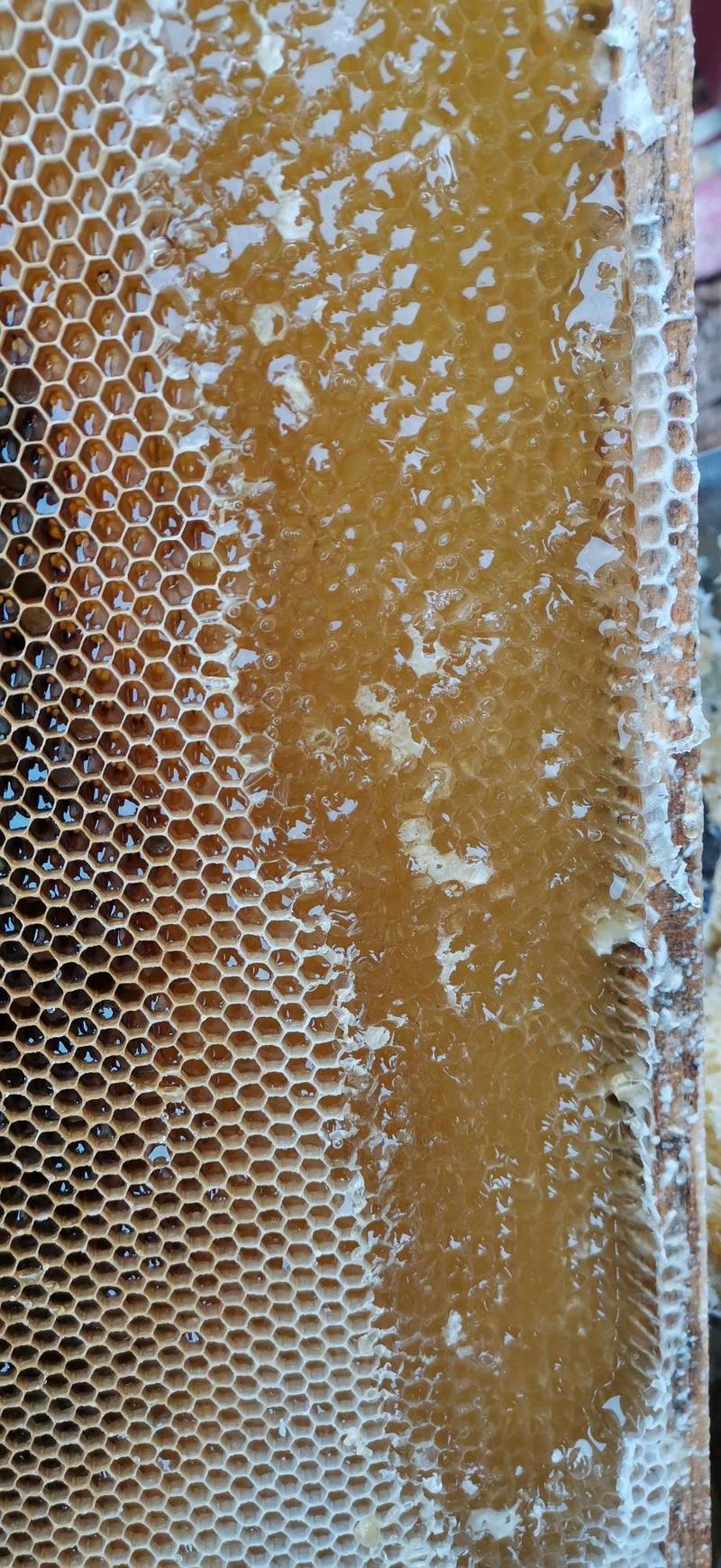 本人养殖中华蜜蜂，常年出售蜂蜜，需要的联系我
