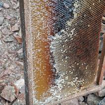 本人养殖中华蜜蜂，常年出售蜂蜜，需要的我