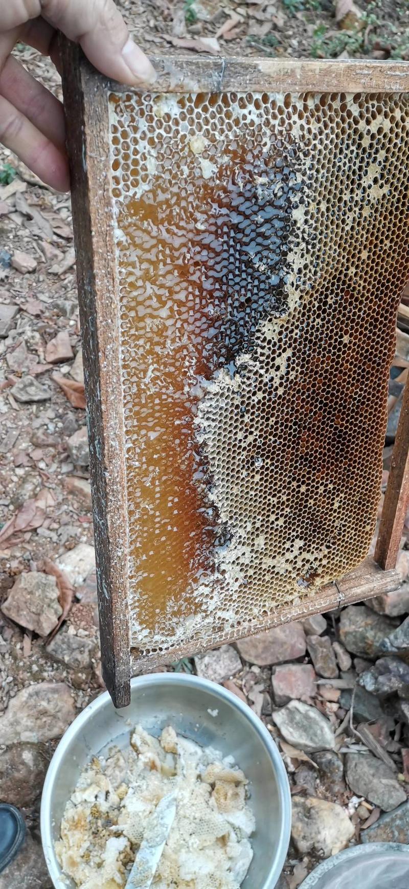 本人养殖中华蜜蜂，常年出售蜂蜜，需要的联系我