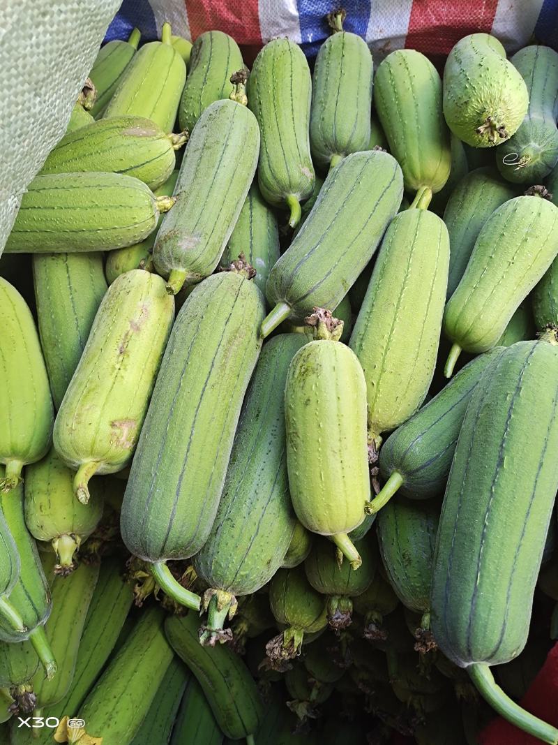 丝瓜，水瓜，大量上市，价格美丽，欢迎订购
