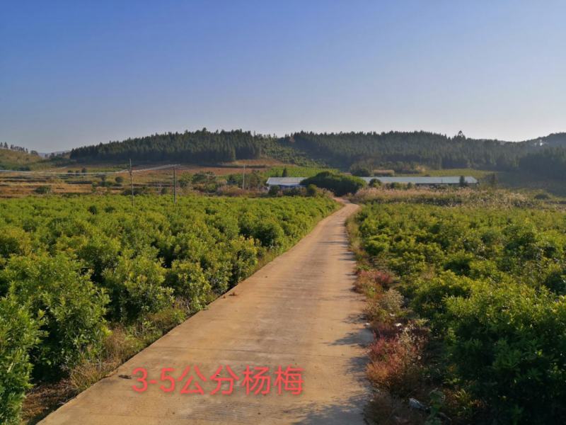 4~5公分东魁、乌梅、台湾杨梅树树高1.6-2.2米