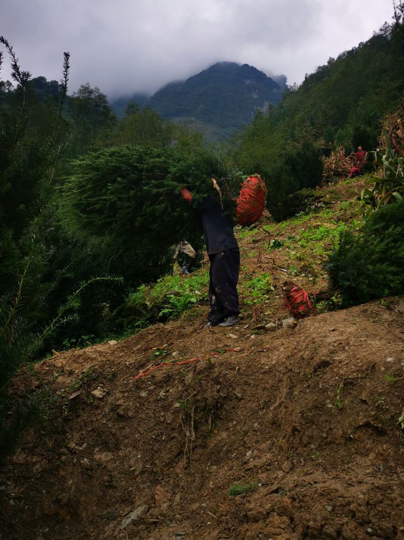 四川基地批发曼地亚红豆杉挂果树，保湿包装，成活率高。