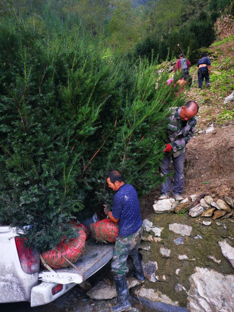 四川基地批发曼地亚红豆杉挂果树，保湿包装，成活率高。