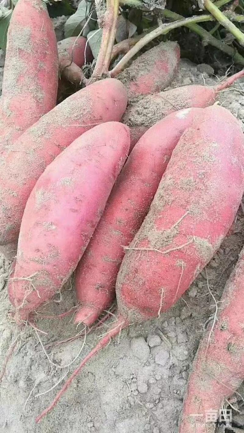 纯红薯粉条假一赔十欢迎新老客户前来选购