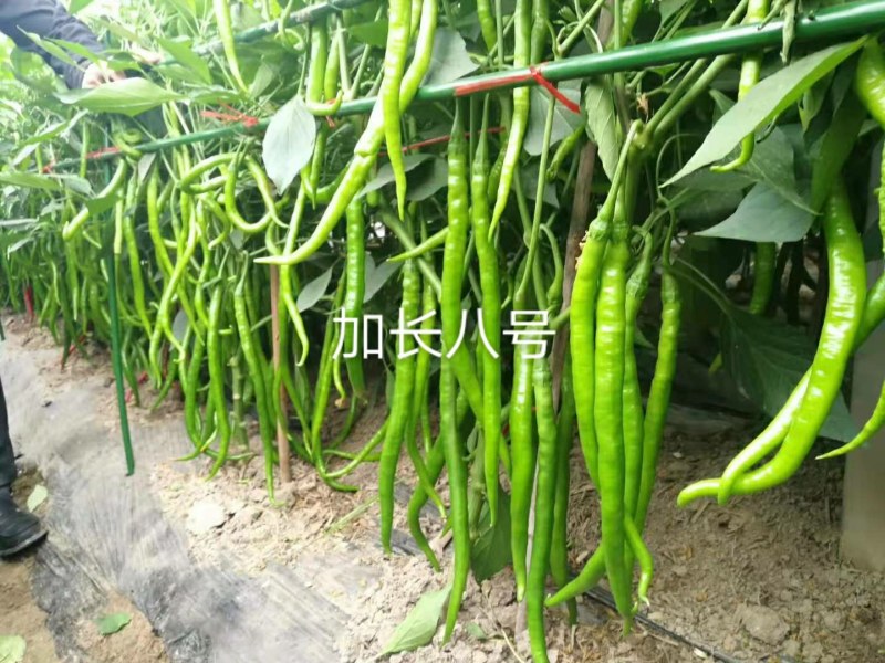 苏润加长八号线椒种子早熟品种果长26～35厘米品种子