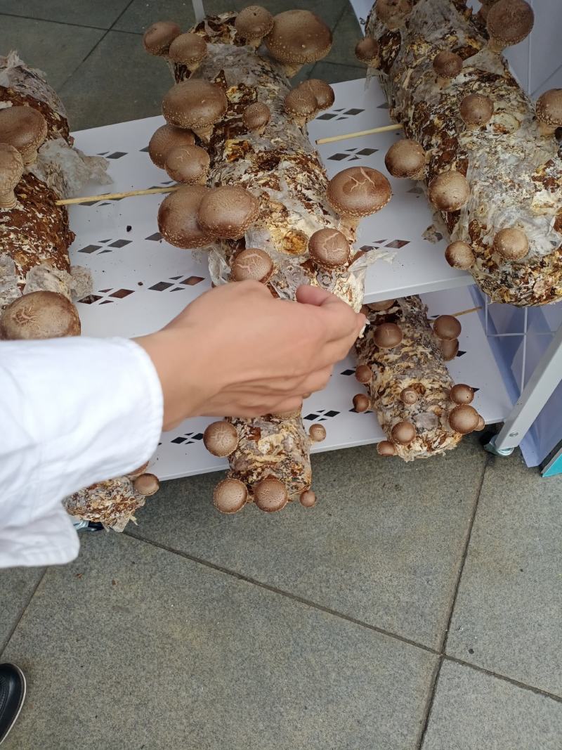 西峡县科达菌种厂！香菇菌种有9608/908/5号，