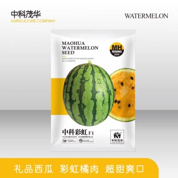 中科彩虹礼品西瓜种子，含糖13度，爽脆可口，单瓜重5斤