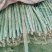 河北山药白玉山药基地直供诚信经营规格齐全