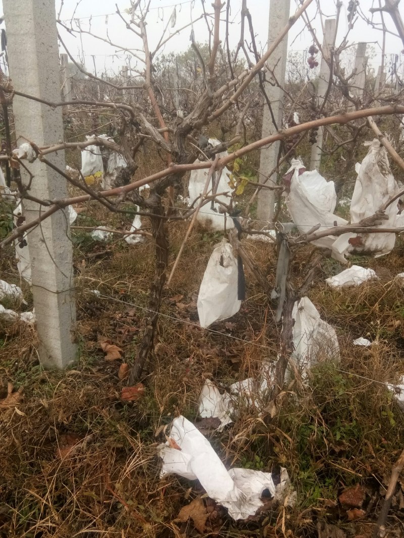 占地葡萄树3万棵，产地直发，成活率高