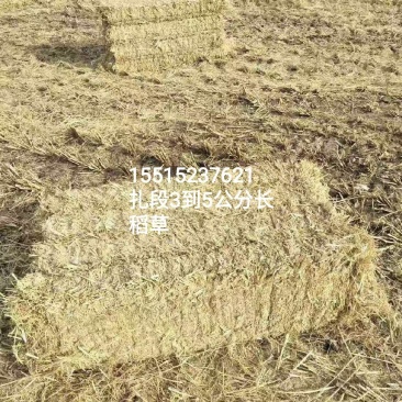 稻草，打捆稻草，把草，粉碎打捆稻草，网袋稻草。