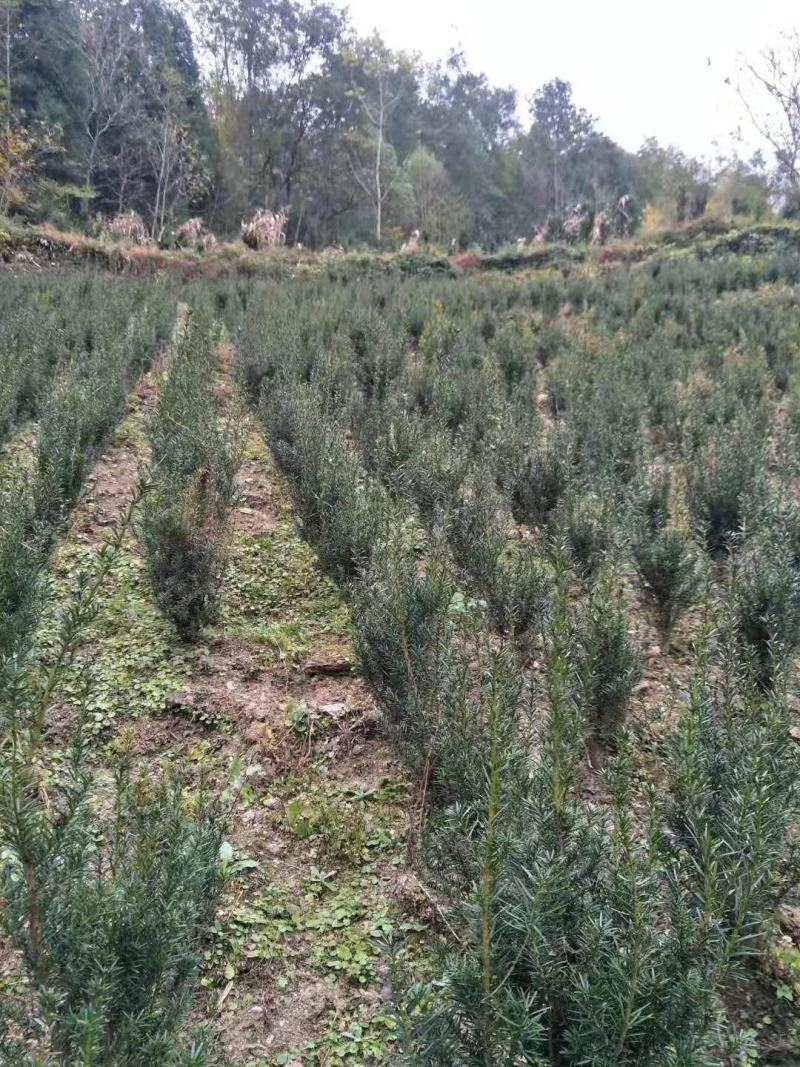 供应红豆杉苗木，净化空气的南方红豆杉苗木曼地亚红豆杉苗木