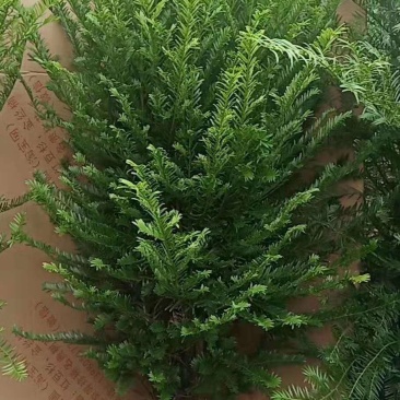 供应红豆杉苗木，净化空气的南方红豆杉苗木曼地亚红豆杉苗木