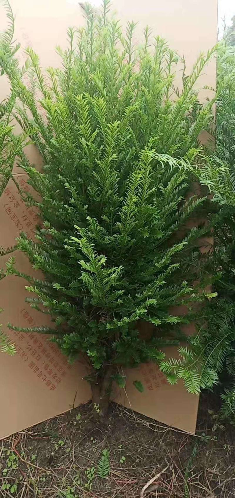 供应红豆杉苗木，净化空气的南方红豆杉苗木曼地亚红豆杉苗木