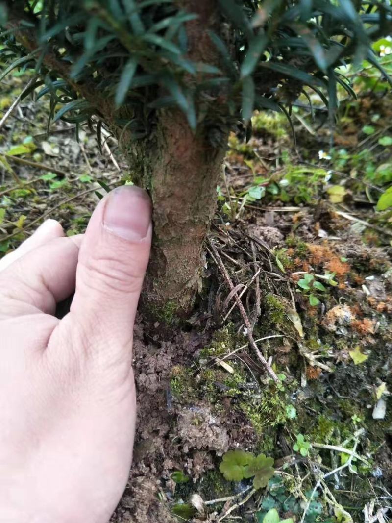 供应红豆杉苗木，净化空气的南方红豆杉苗木曼地亚红豆杉苗木