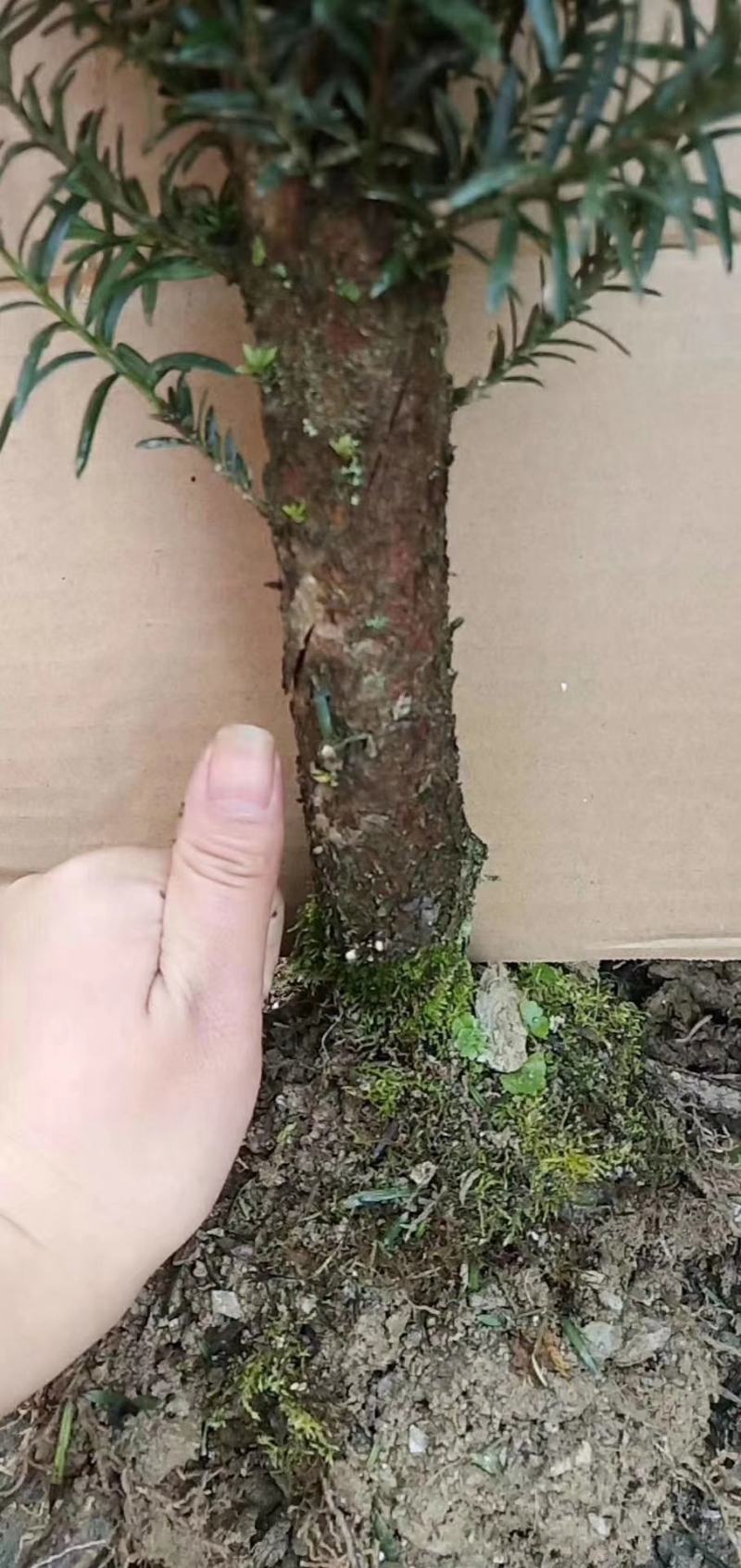 供应红豆杉苗木，净化空气的南方红豆杉苗木曼地亚红豆杉苗木