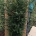 供应红豆杉苗木，净化空气的南方红豆杉苗木曼地亚红豆杉苗木