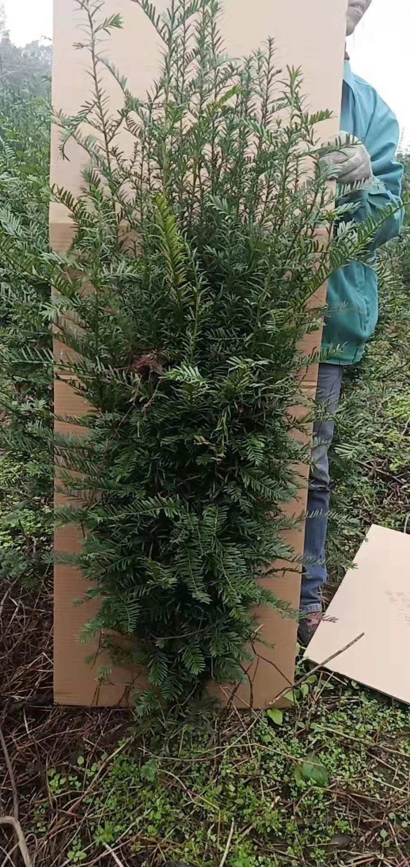 供应红豆杉苗木，净化空气的南方红豆杉苗木曼地亚红豆杉苗木
