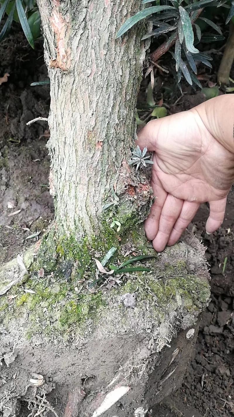 供应红豆杉苗木，净化空气的南方红豆杉苗木曼地亚红豆杉苗木