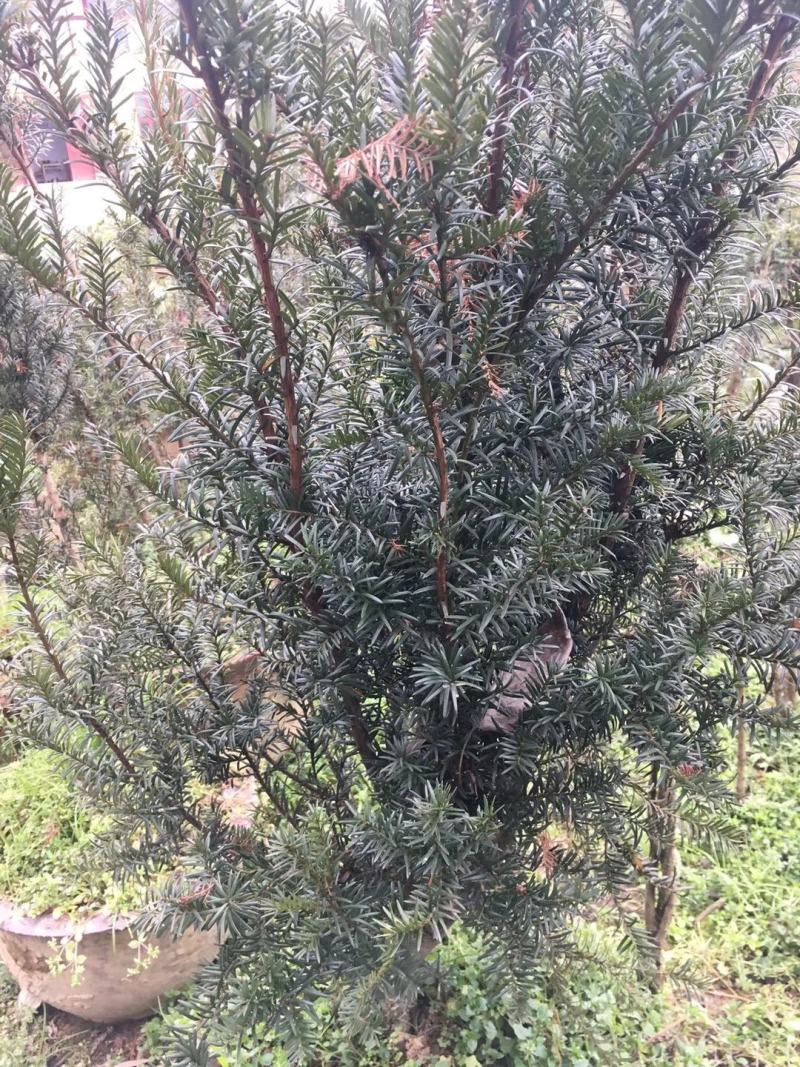 供应红豆杉苗木，净化空气的南方红豆杉苗木曼地亚红豆杉苗木