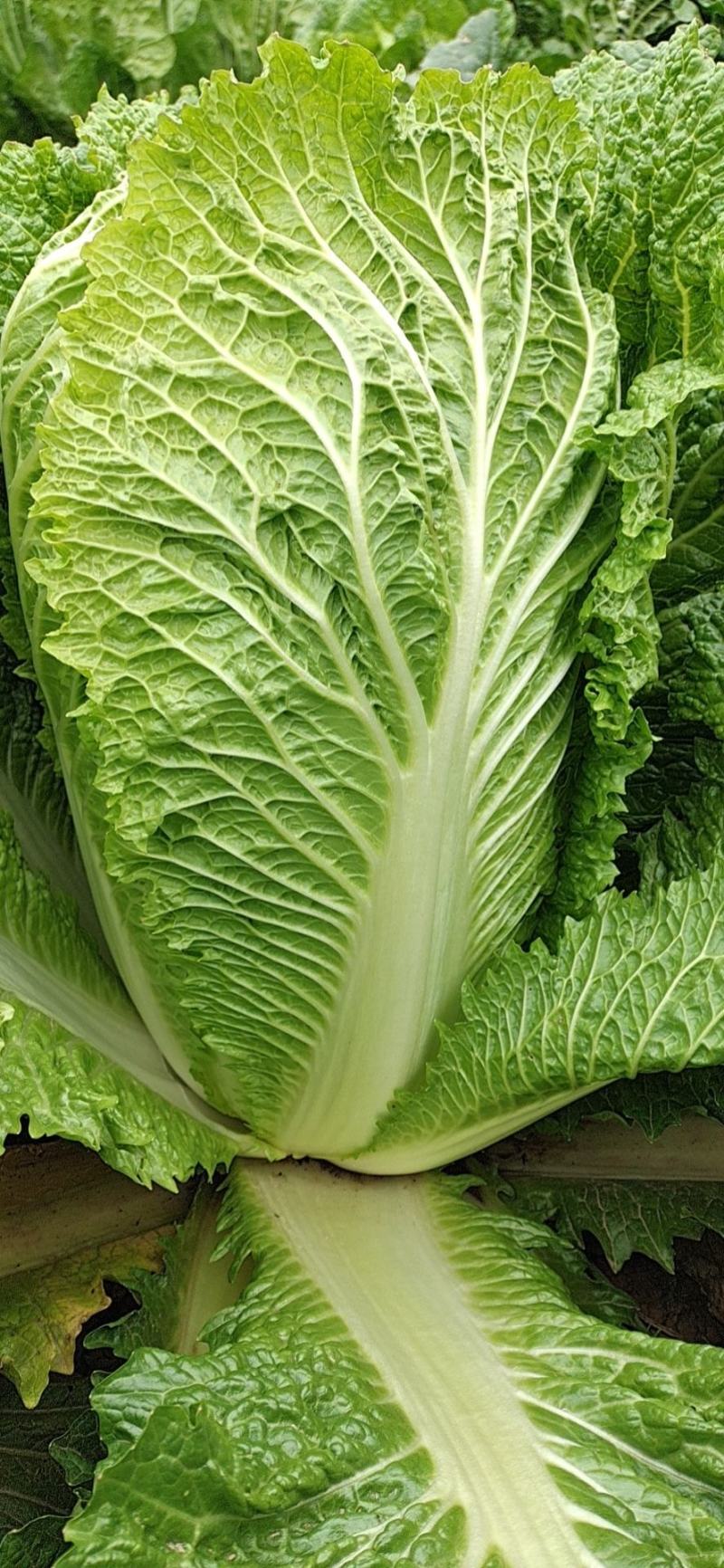 白菜大白菜优质冷库大白菜