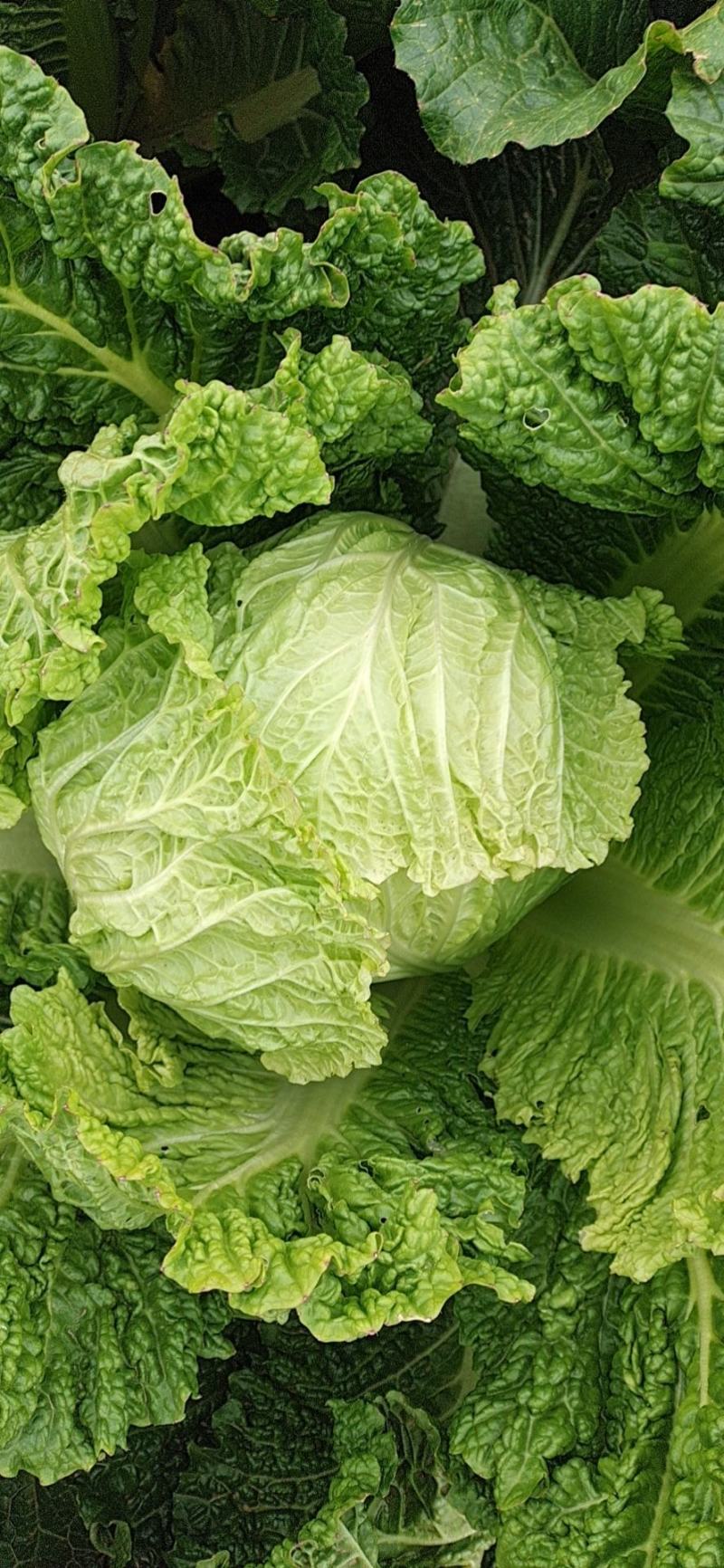 白菜大白菜优质冷库大白菜