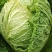 白菜大白菜优质冷库大白菜