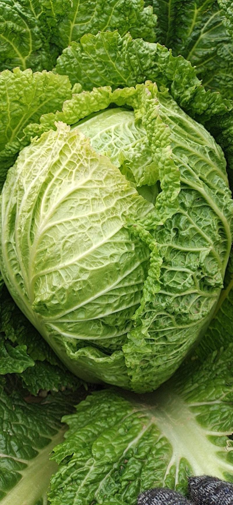 白菜大白菜优质冷库大白菜
